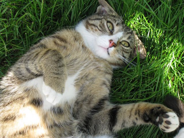 Slika