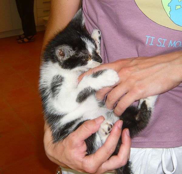 Slika