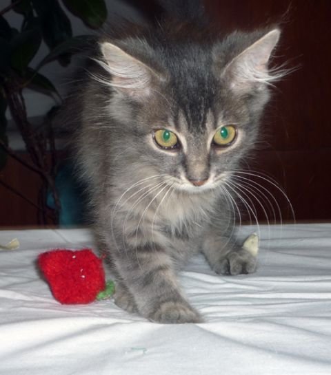 Slika