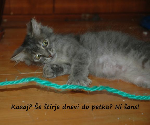 Slika