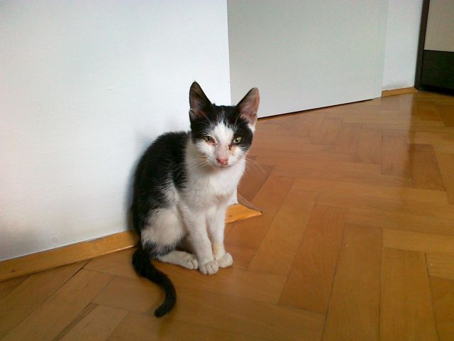 Slika