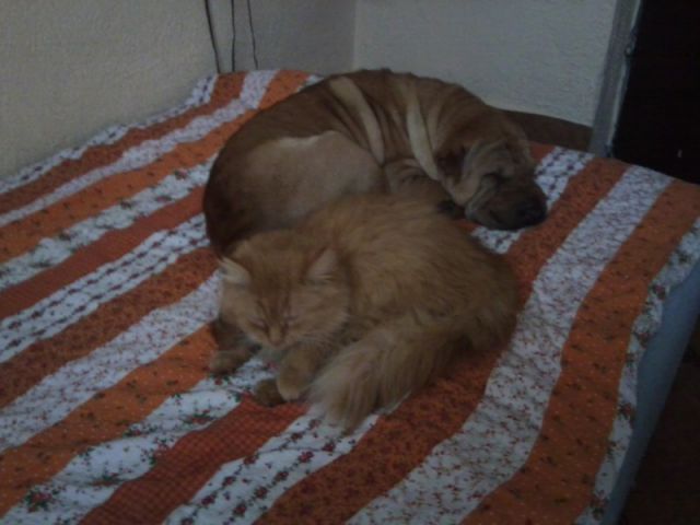 Slika