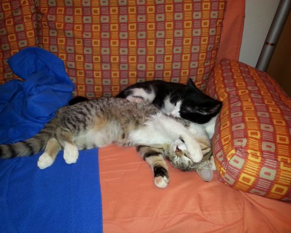 Slika