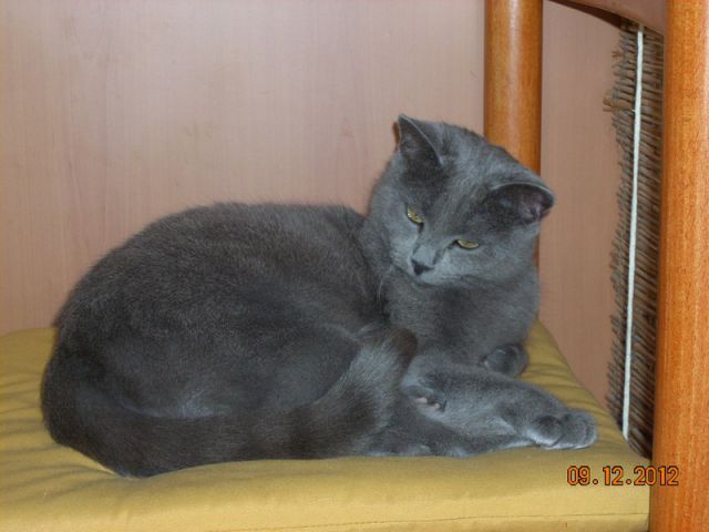 Slika