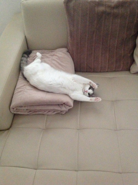 Slika