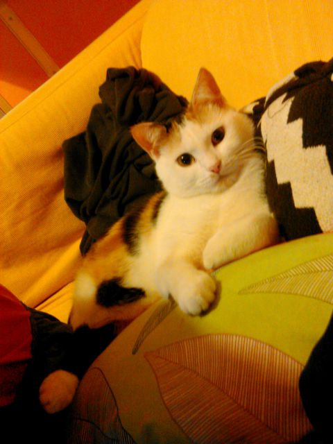 Slika
