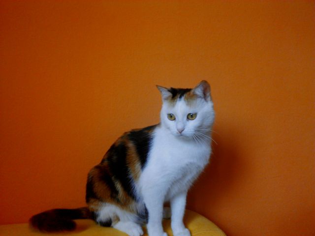 Slika