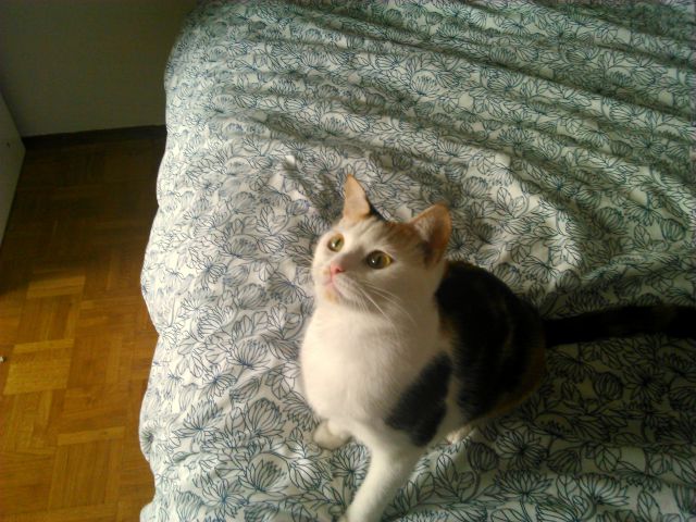 Slika