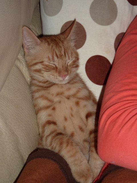 Slika