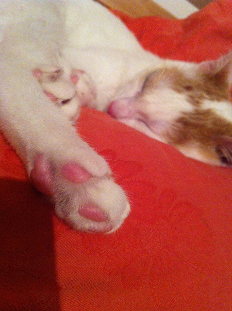 Slika