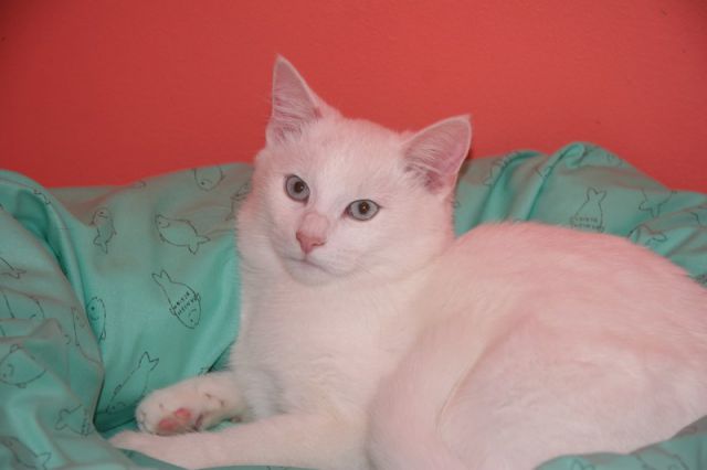 Slika