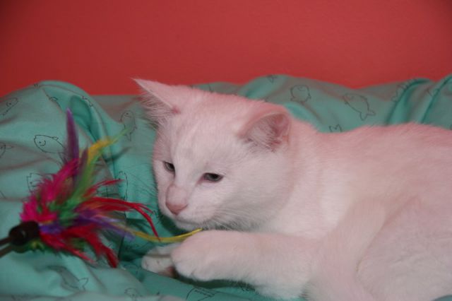 Slika