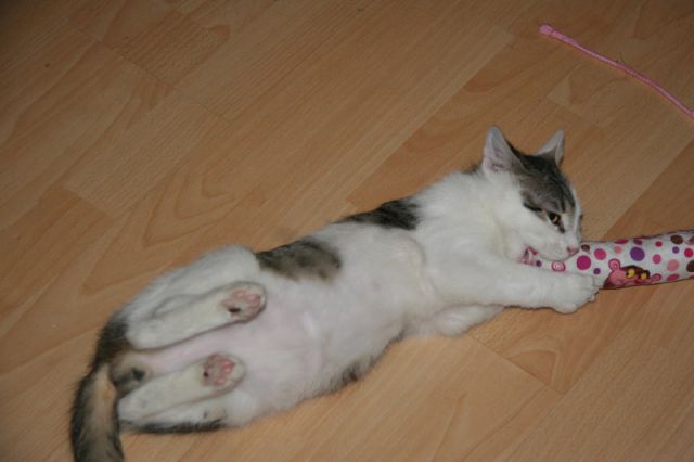 Slika