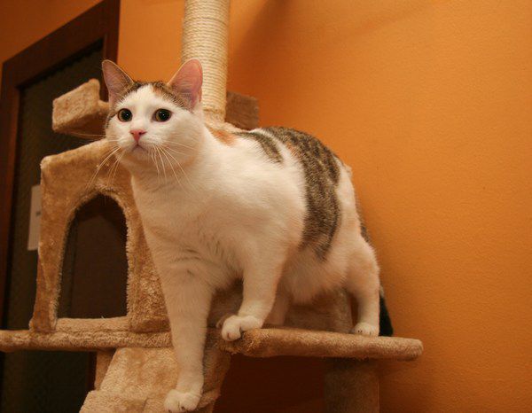 Slika