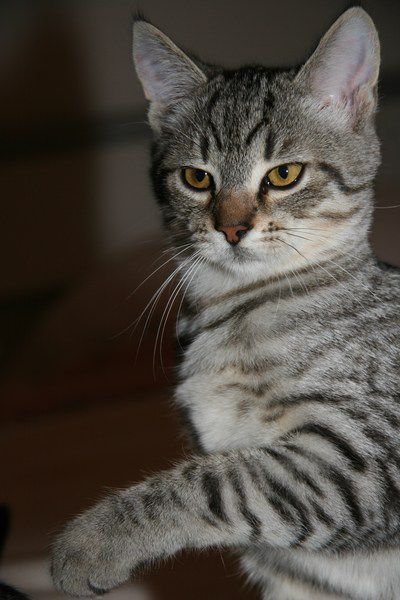 Slika