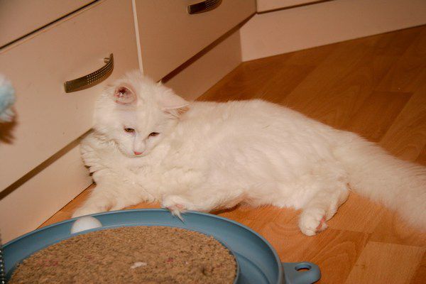 Slika