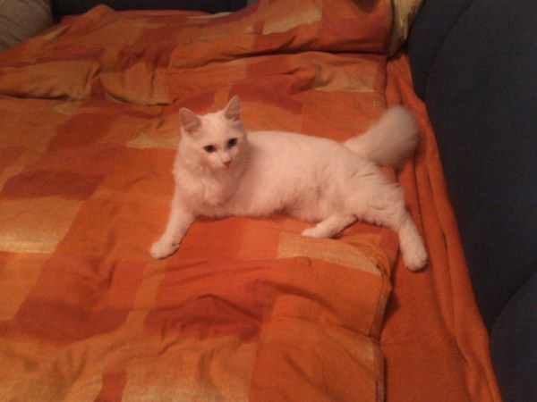 Slika