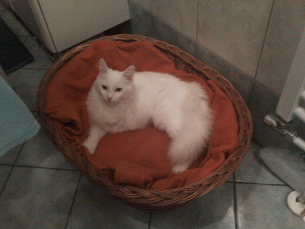 Slika
