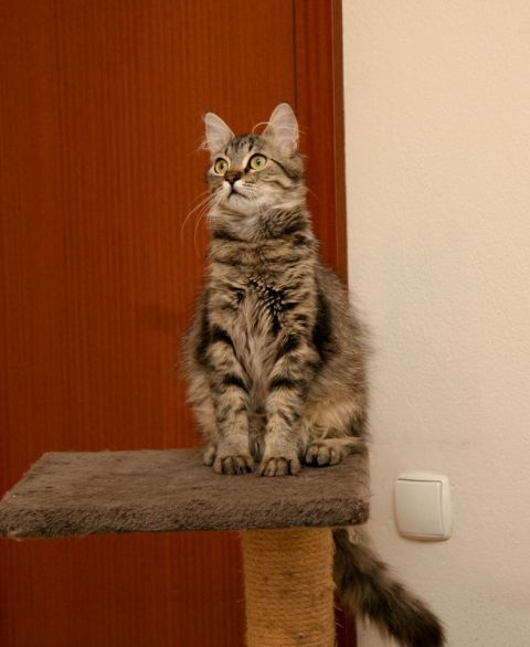 Slika
