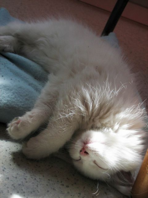 Slika