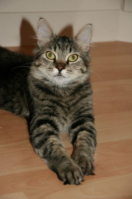 Slika