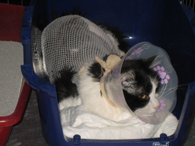 Slika