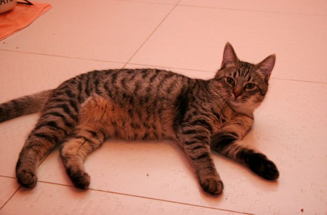 Slika
