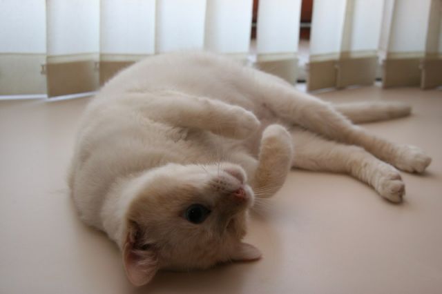 Slika