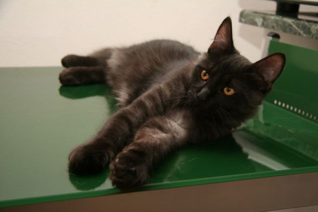 Slika