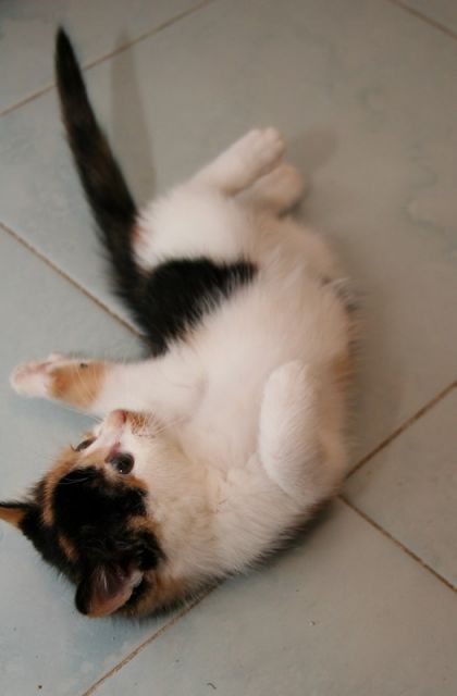 Slika