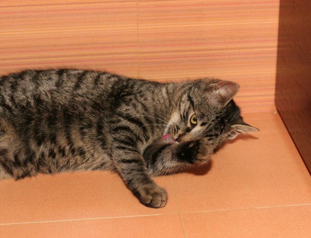 Slika