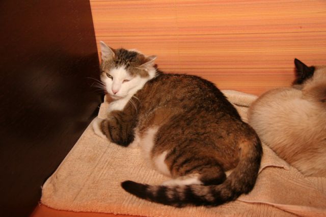 Slika