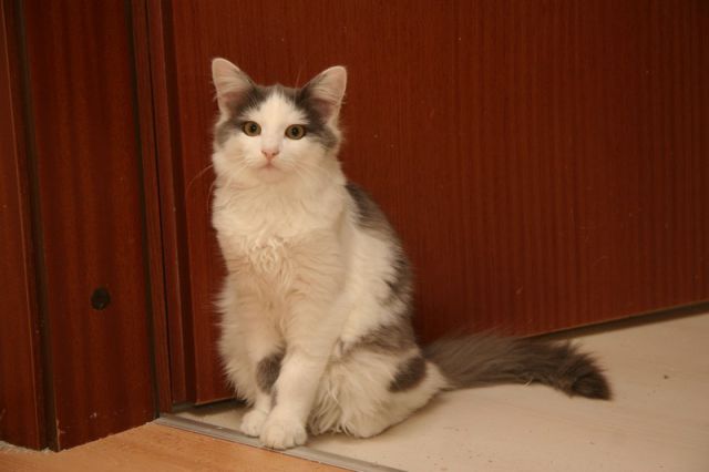 Slika