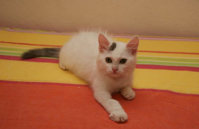Slika