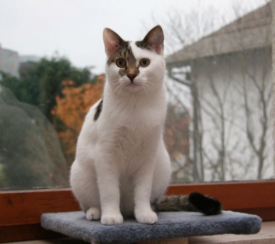 Slika