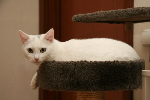 Slika
