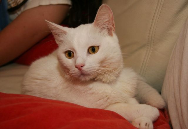 Slika