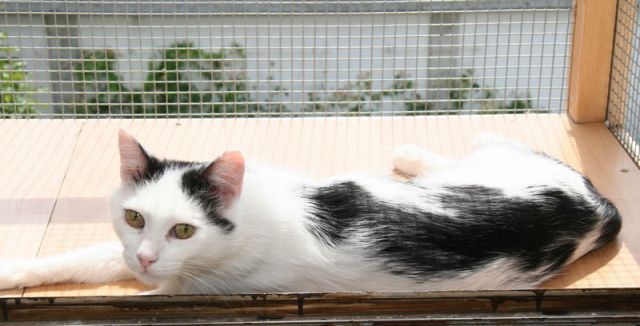 Slika