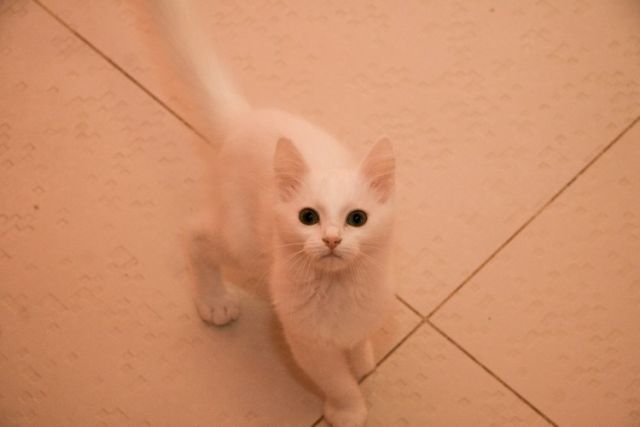 Slika