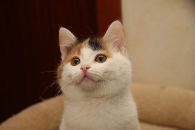 Slika