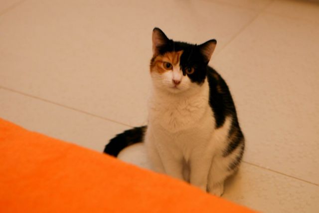 Slika