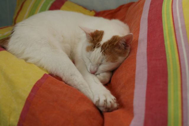 Slika