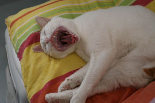 Slika