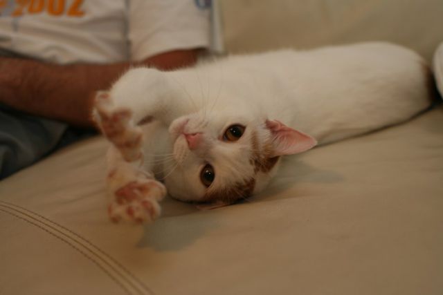 Slika