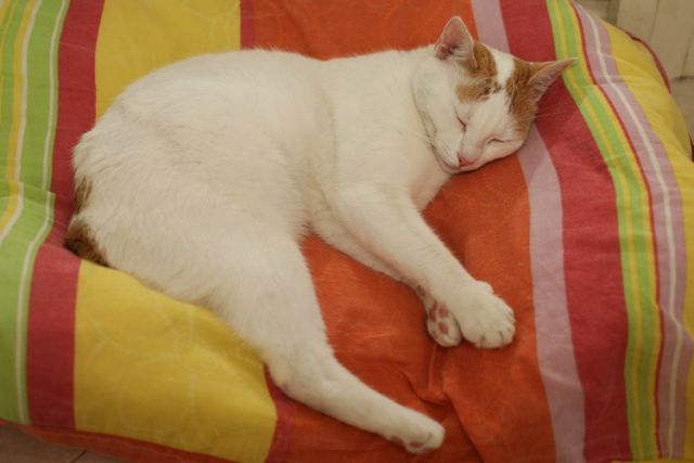 Slika