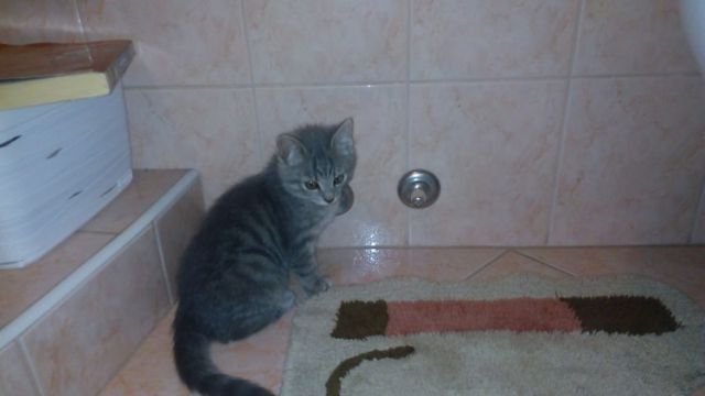 Slika
