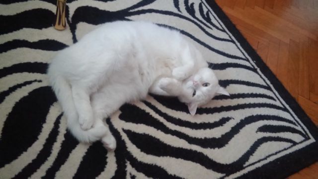 Slika