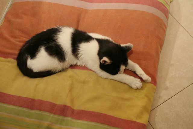 Slika