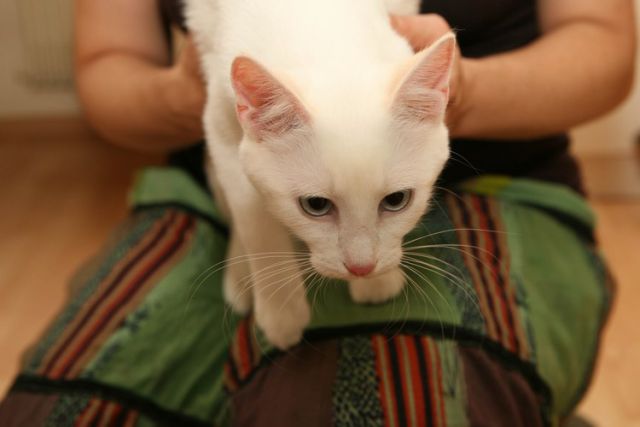 Slika