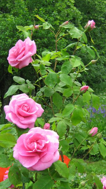 Gertrude Jekyll